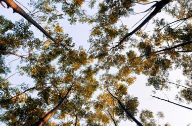 Save the planet planting trees Wands Βασίλαινας οικολογικές κατοικίες δεντροφύτευση